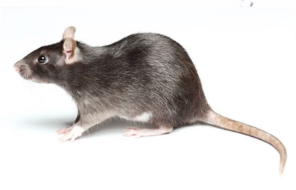 Control de plagas de ratas